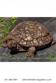 Ole Crusty The Cast Stone Life Size Turtle Garden Statue