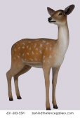 White Tailed Deer - Doe