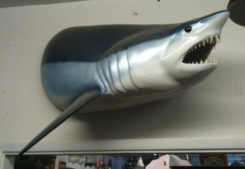 Taxidermy Shark - Click Image to Close