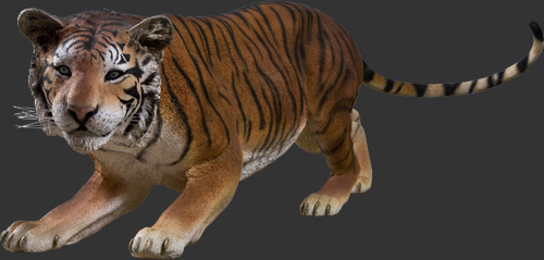 Bengal Tiger / Fiberglass