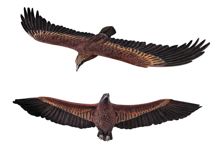 Wedge-Tailed Eagle Flying / Fiberglass - Click Image to Close