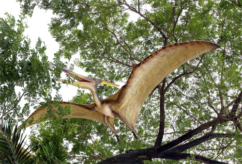 Giant Pteranodon - Click Image to Close
