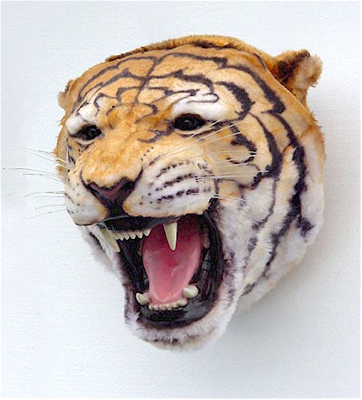 Tiger Head Discounted - Click Image to Close