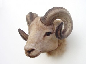 Ram Head - Click Image to Close
