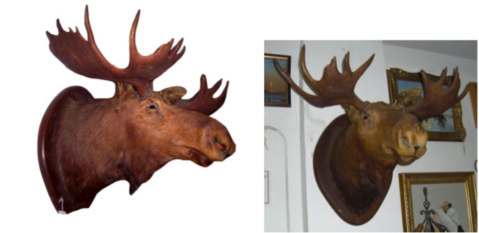 Moose Head Mounted - Click Image to Close