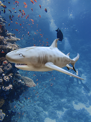 Hanging Sand Tiger Shark - Click Image to Close