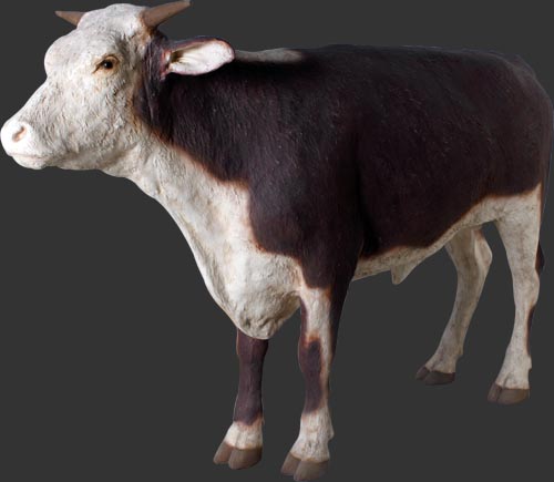 Hereford Steer - Click Image to Close